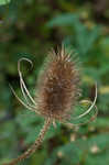 Teasel